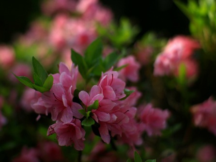 AZALEAS