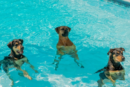 DOGS