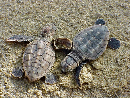TURTLES